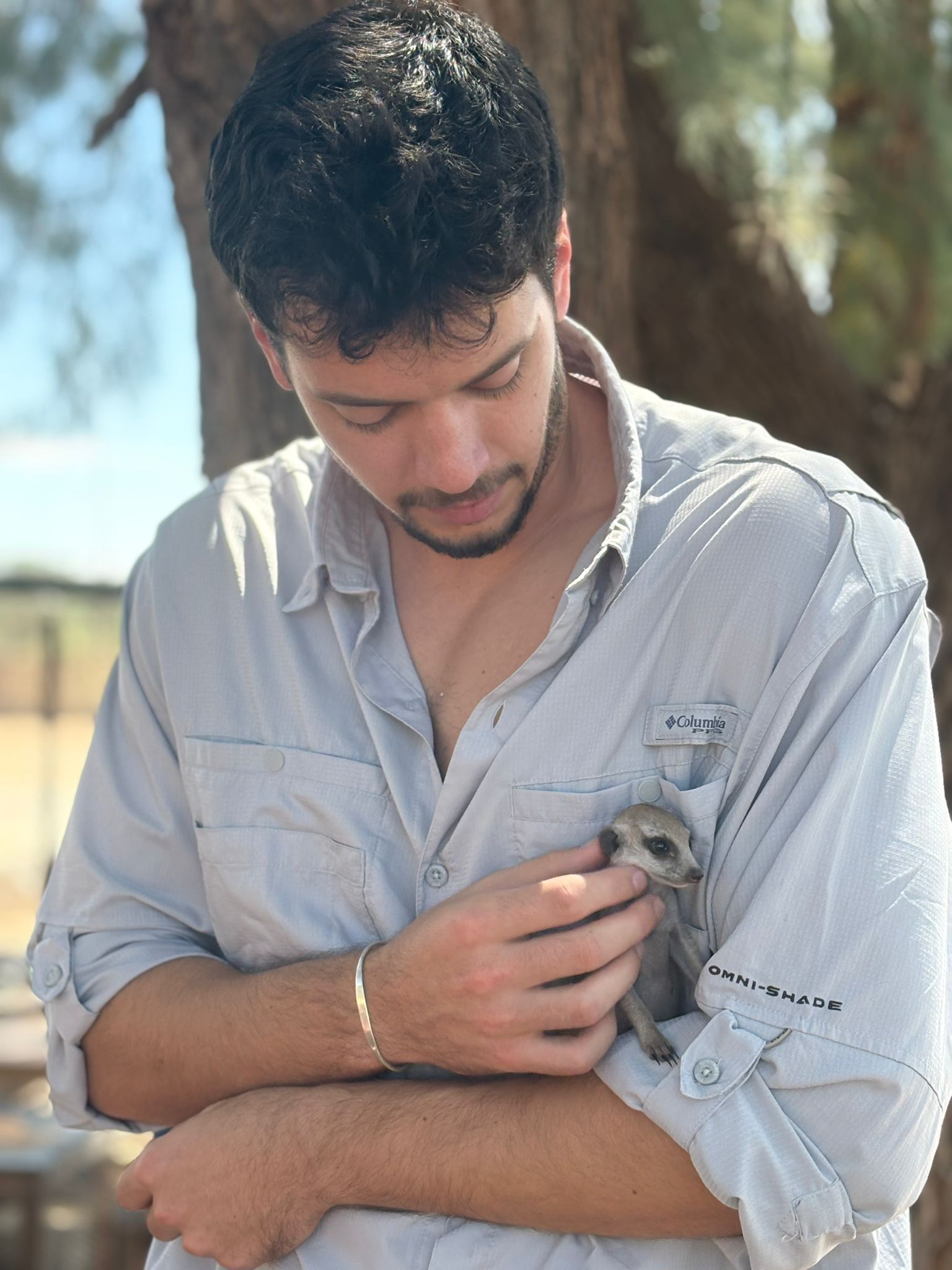 Volunteer working with the meerkats
