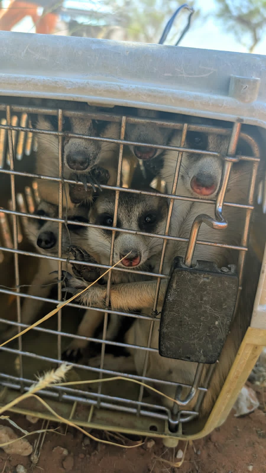 On their way to freedom