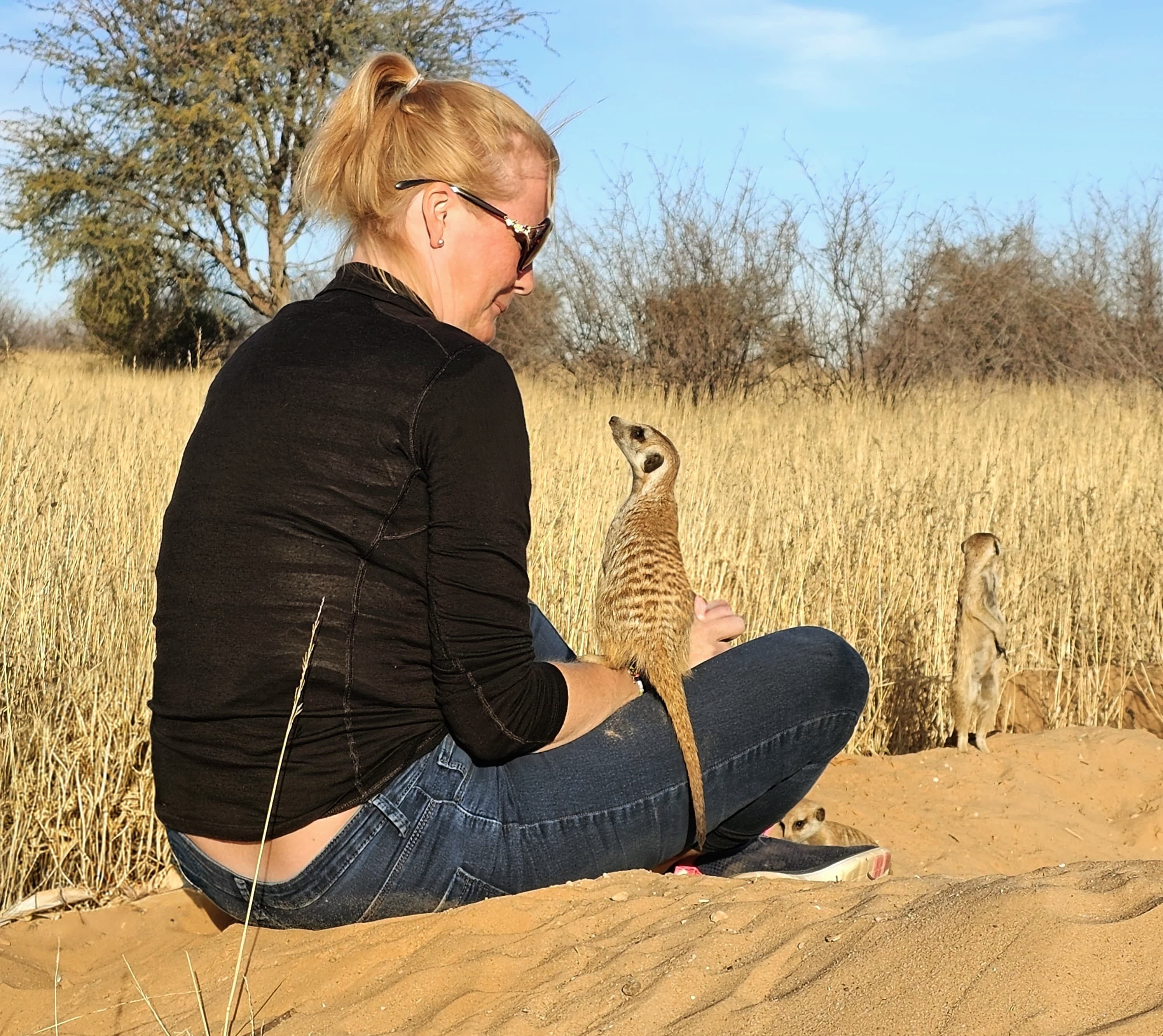 Volunteers working with meerkats